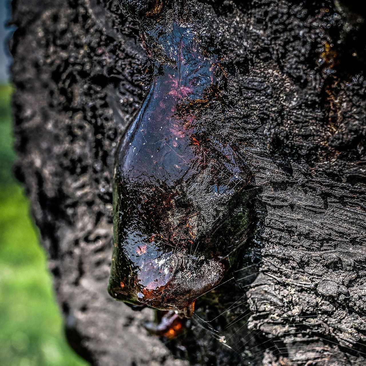 tree-resin-4863126 1280